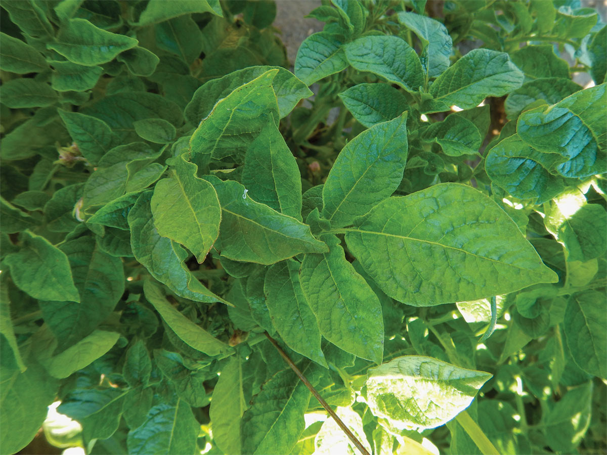 Potato plant leaves with PVY