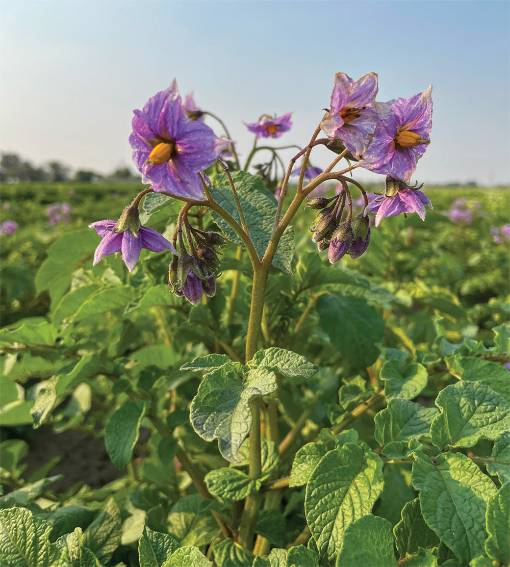 Border crop with blooming purple flowers