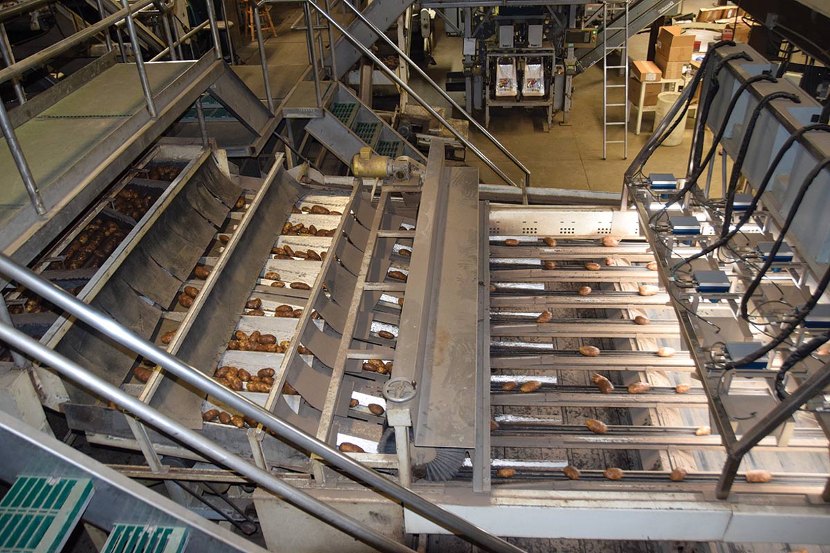 automated potato packing system