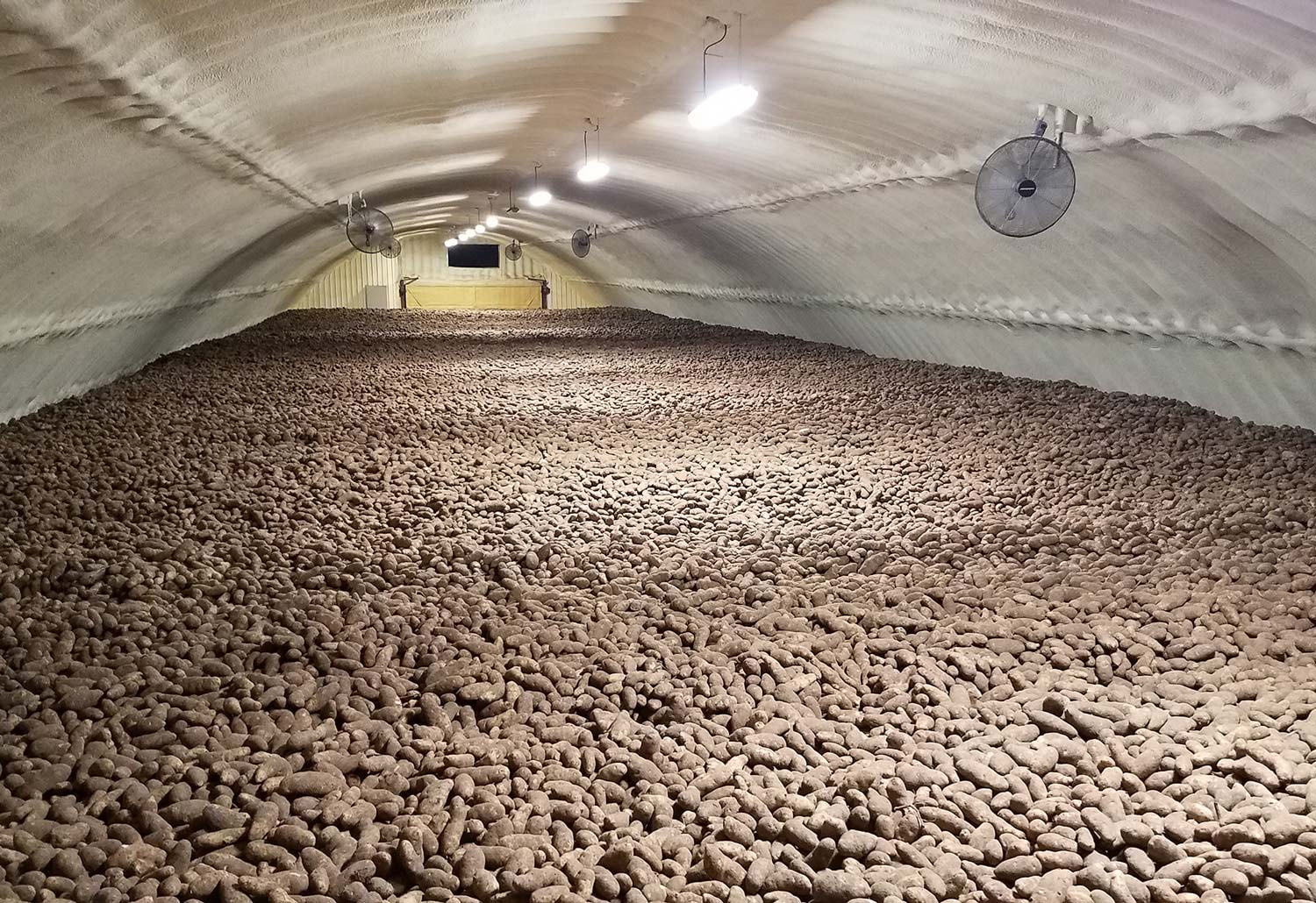 large potato farm
