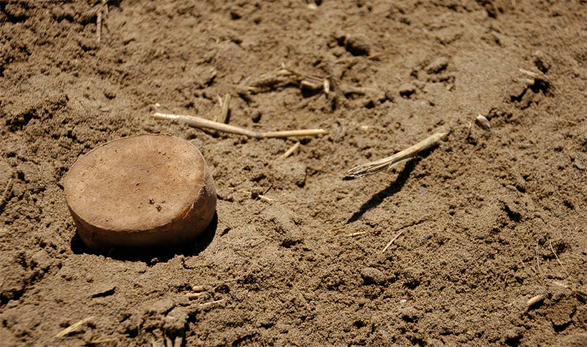 A close-up landscape photograph of the North American seed potato rooted in soil/dirt
