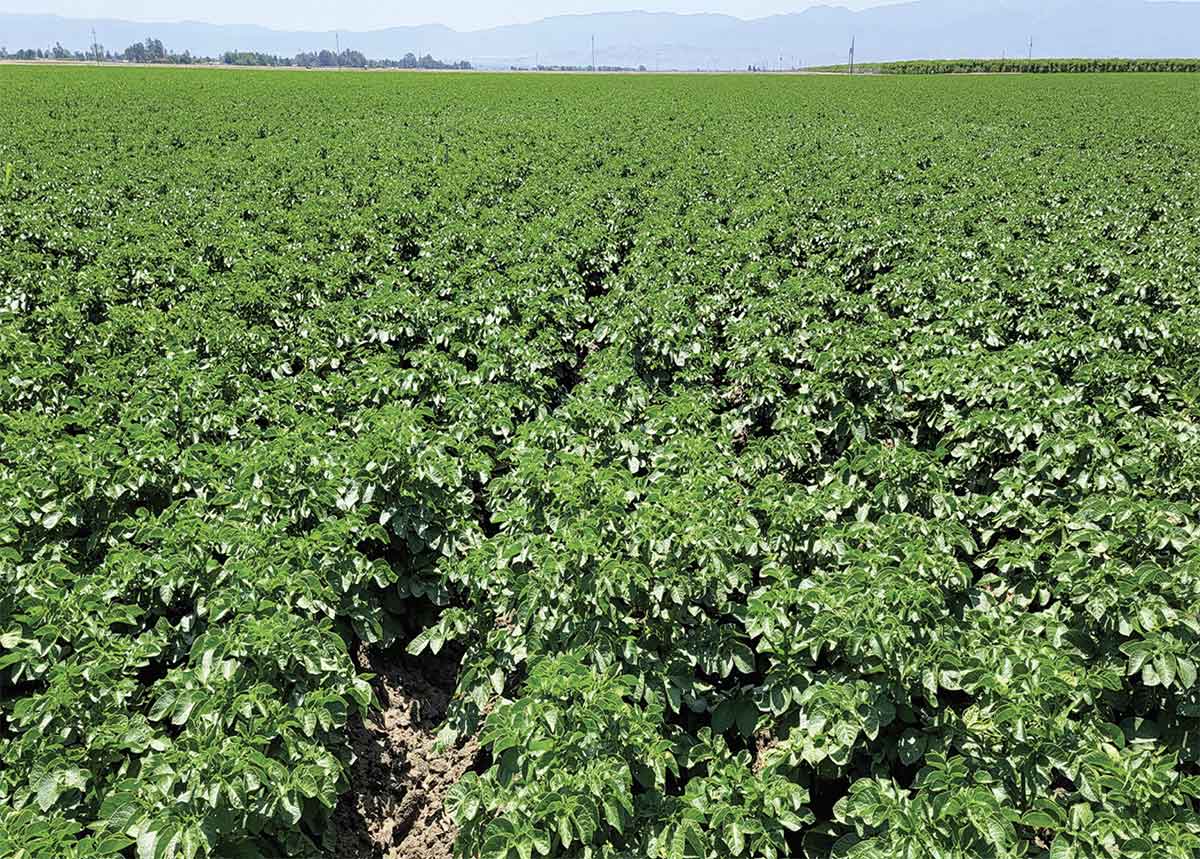 A landscape photograph of a potato field in Kern County, 2022.