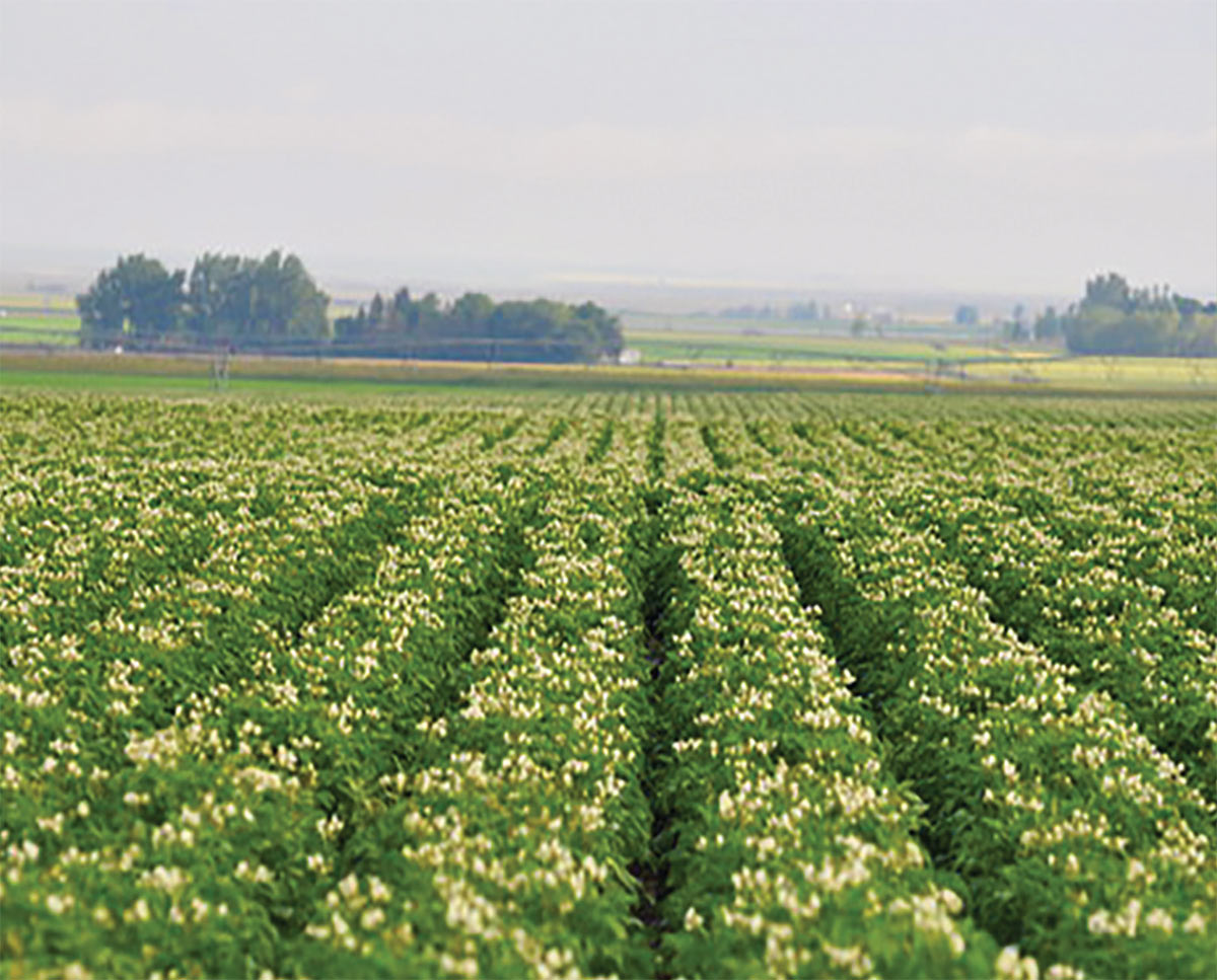 A landscape photograph of a seed potato field in Alberta