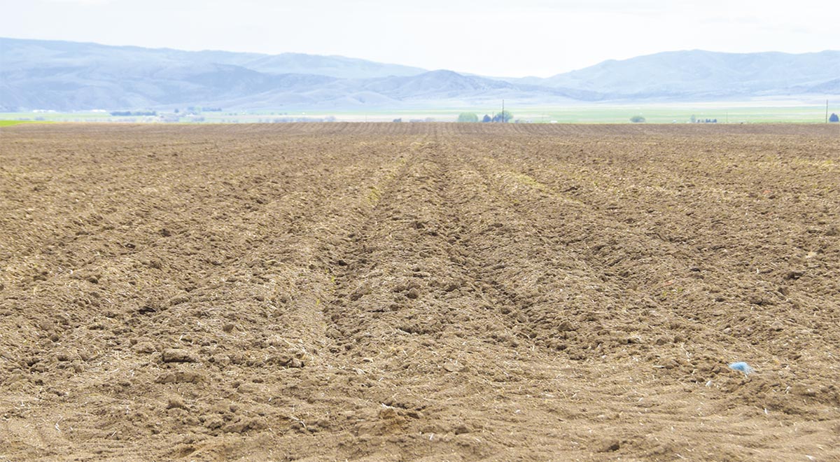 A landscape photograph of a certified seed potato field near Toston, Montana.