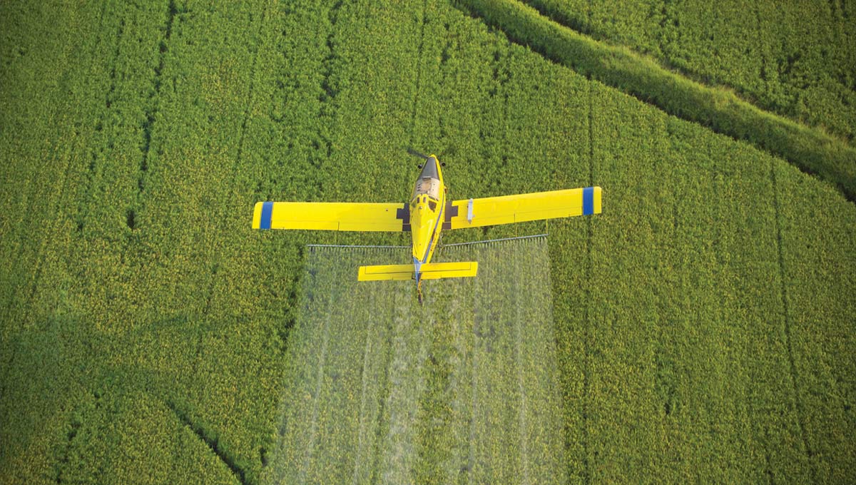 yellow plant flying over field